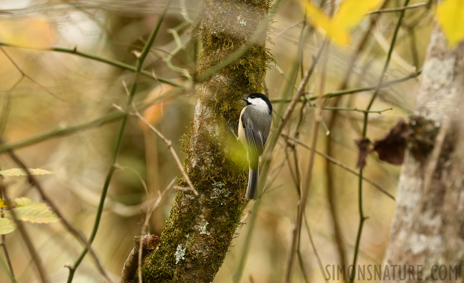 Poecile carolinensis carolinensis [400 mm, 1/250 Sek. bei f / 8.0, ISO 1600]